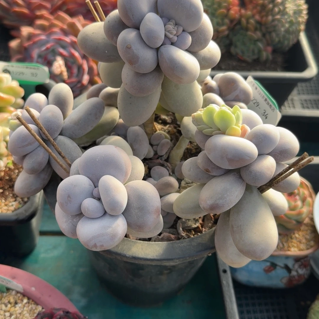 从前慢花园多肉编号1229-34