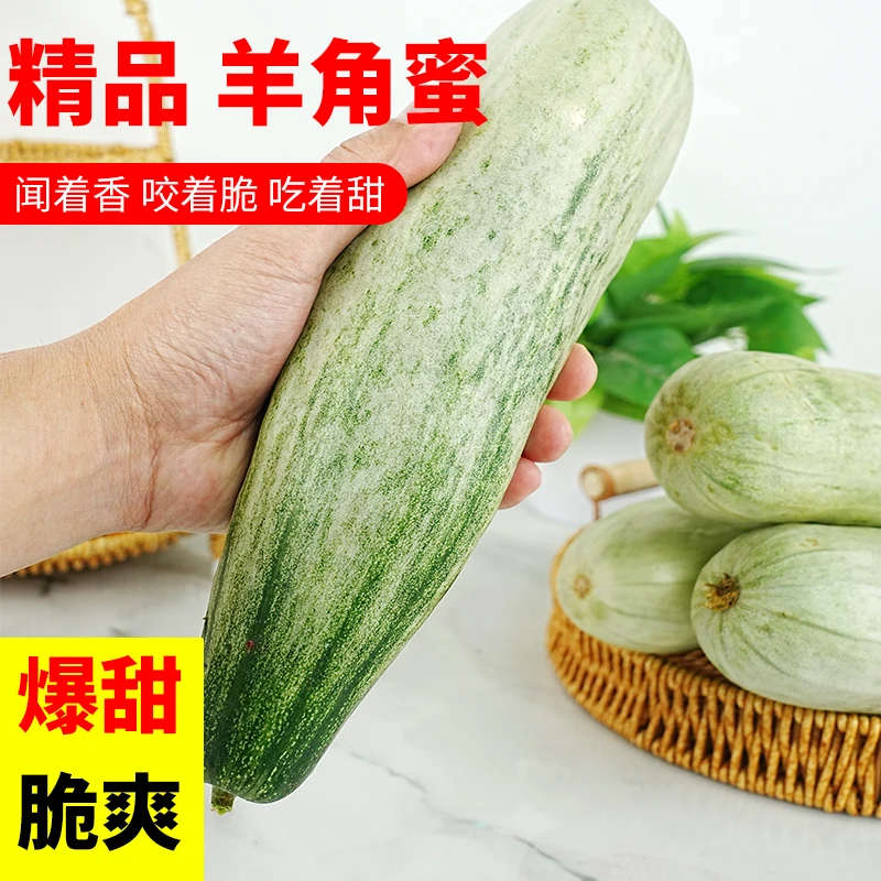 【顺丰直达】山东新鲜羊角蜜甜瓜 头茬应季脆甜香瓜 产地直发