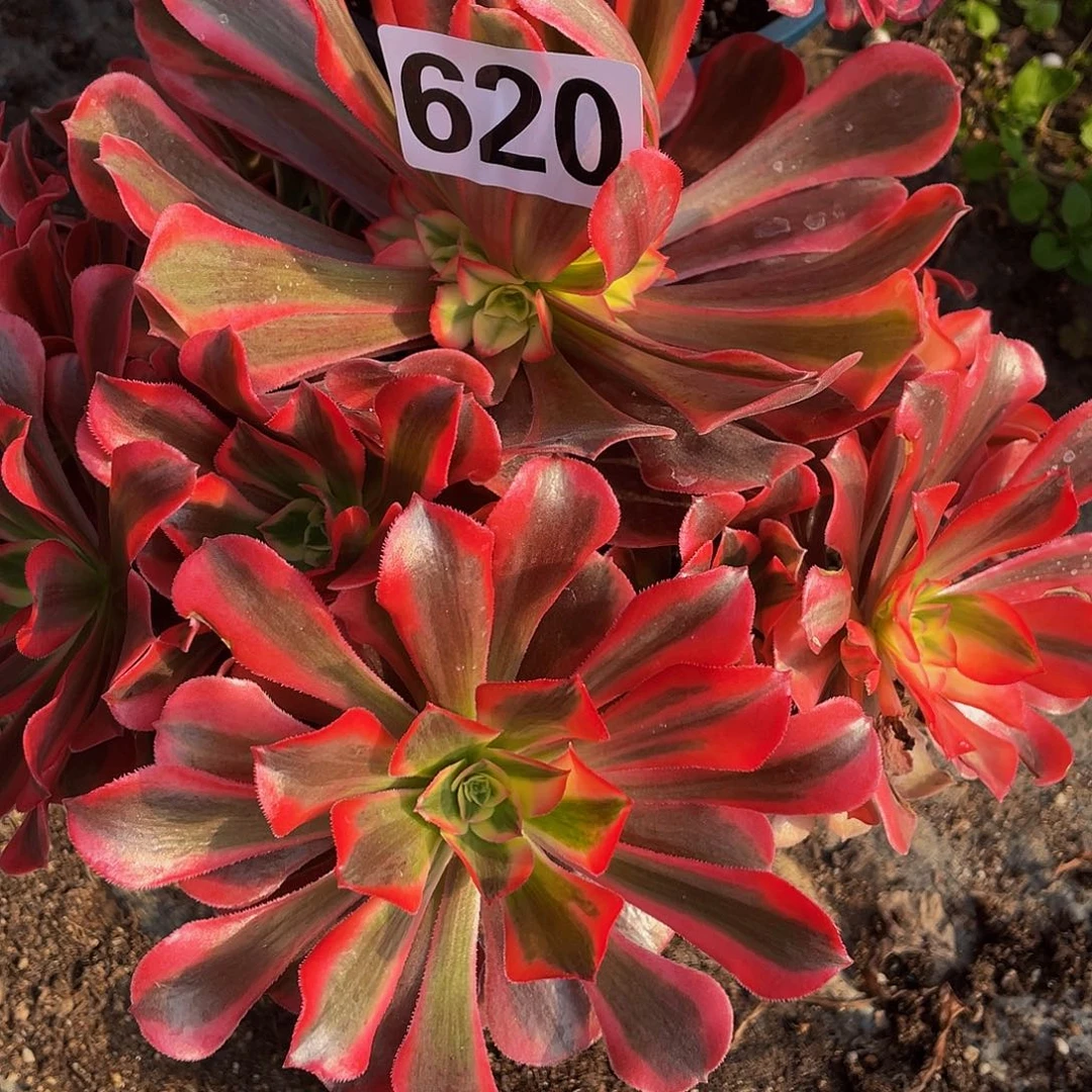 屁***猪多肉法师620号桃妖发货不包损