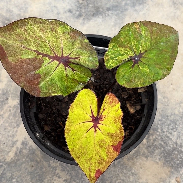 64-0225彩叶芋广东现货多肉