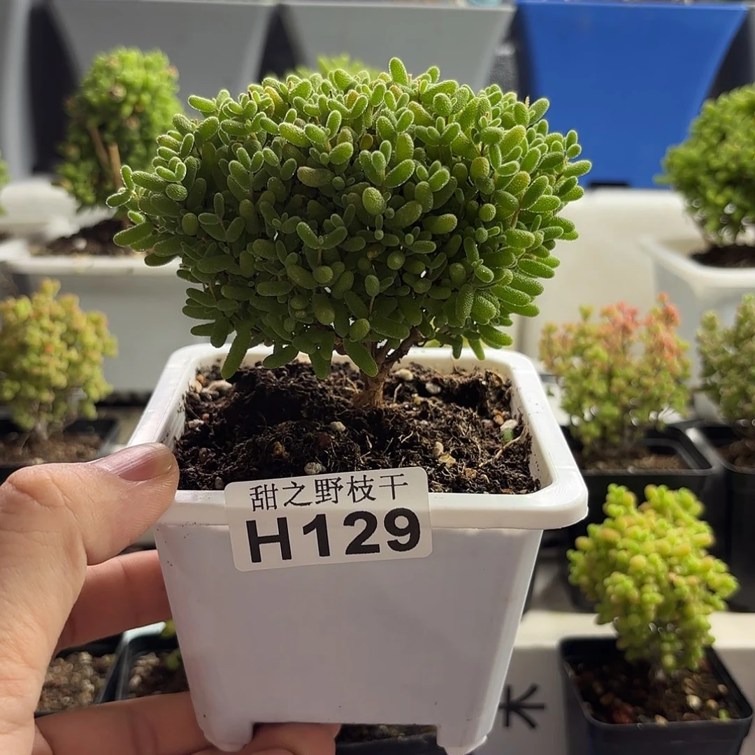 A****薇蜜橘糖球枝干番杏129。