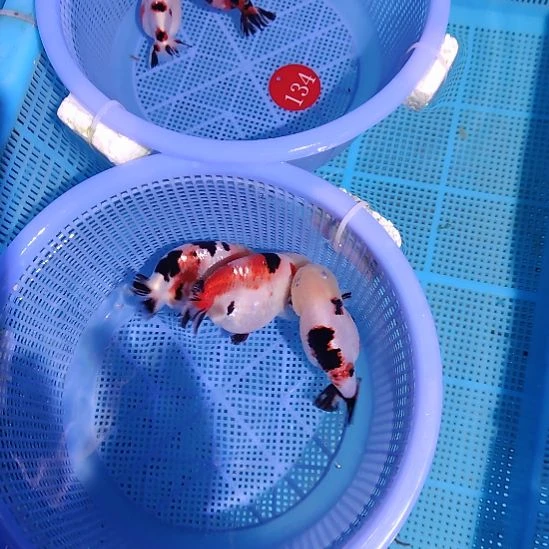 。***，金鱼134  117兰寿六条特价顺丰包邮