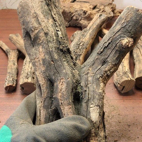 大果紫檀（缅甸花梨）万**新