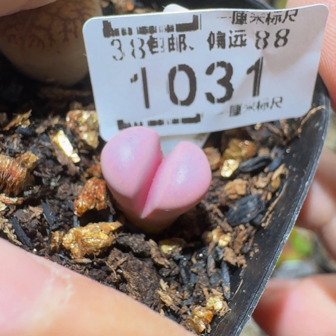 zzzz生石花肉锥子1031