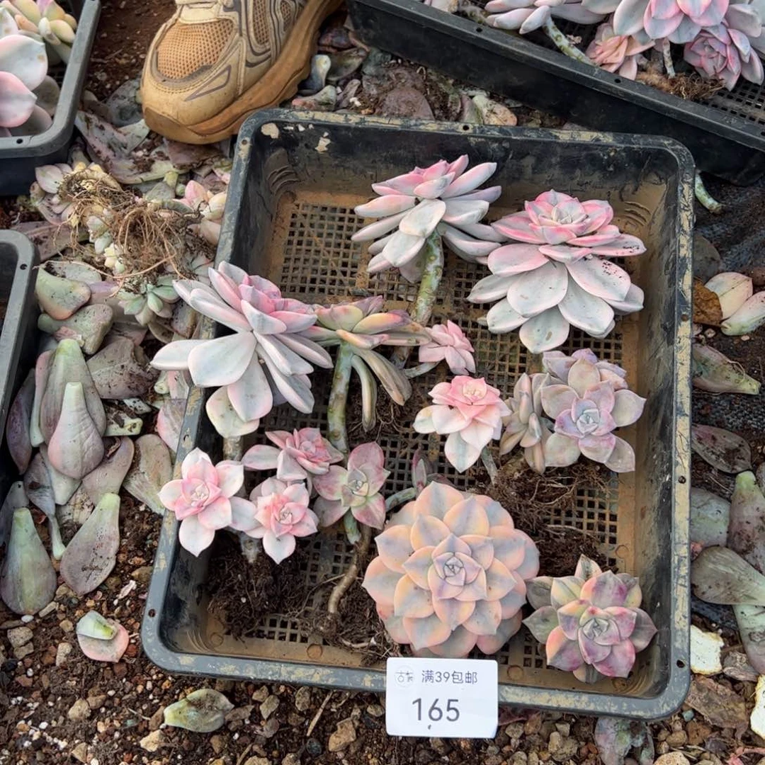 165紫乐锦老桩多肉