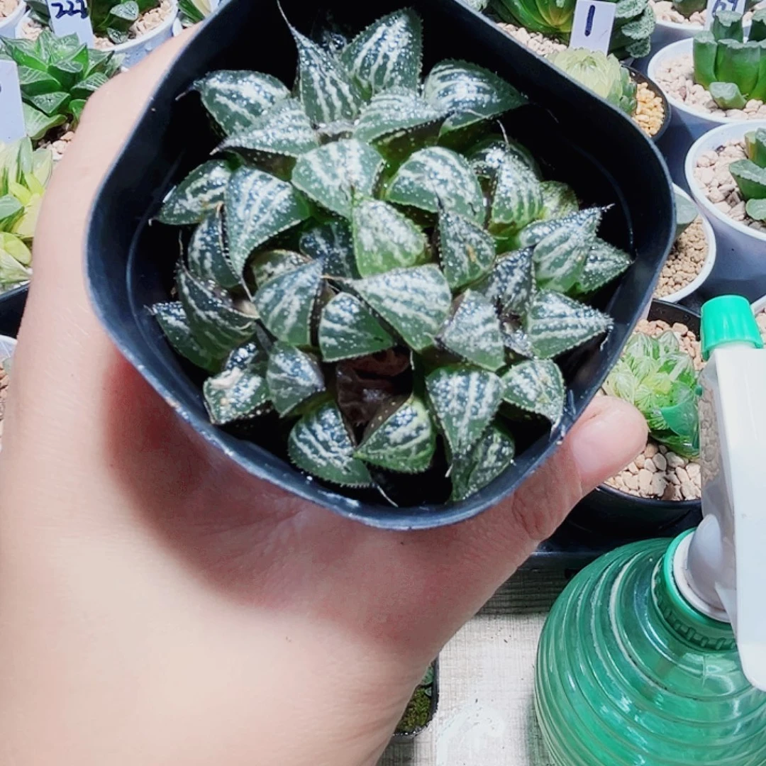 雪景色多肉植物6666