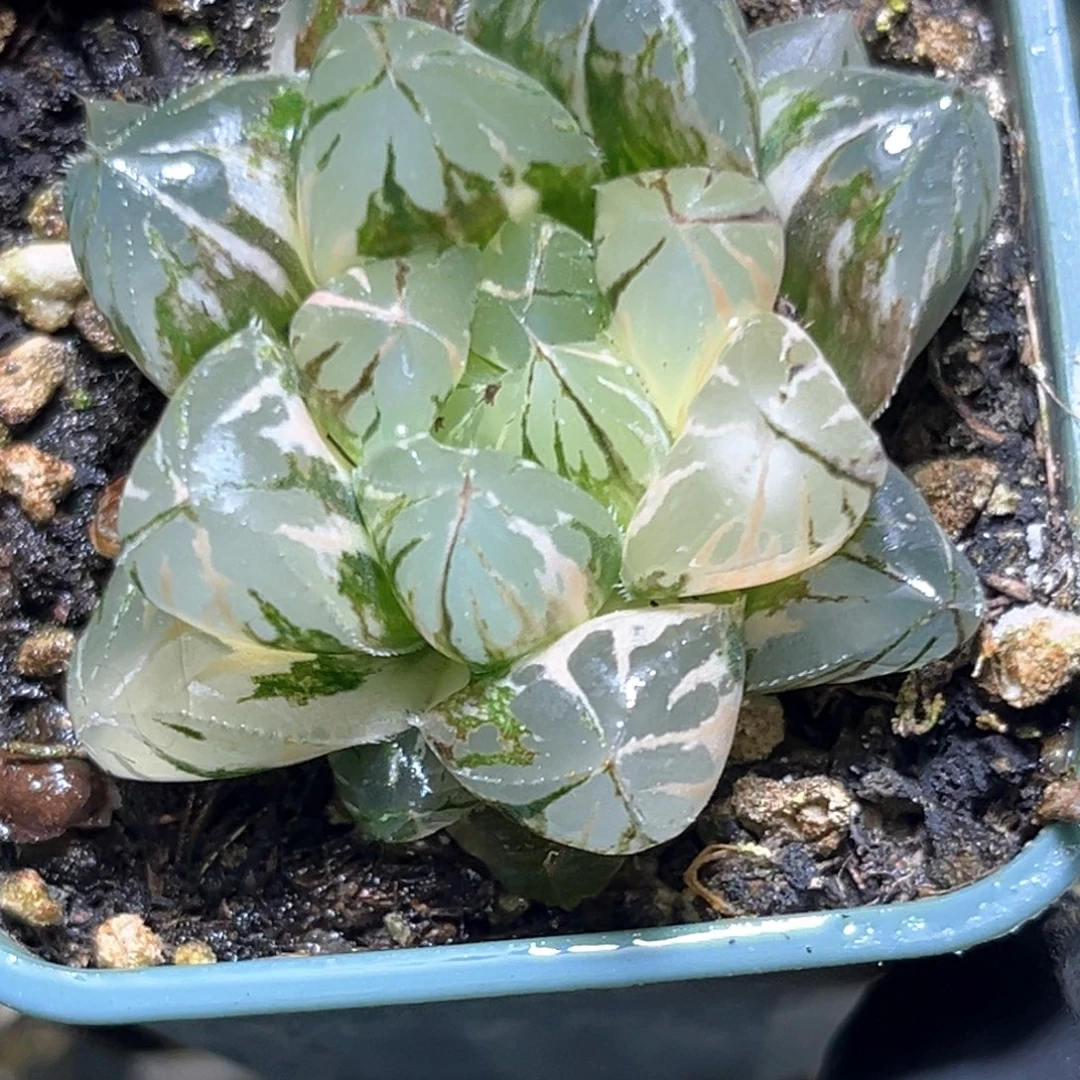 恭喜发财大吉大利4213