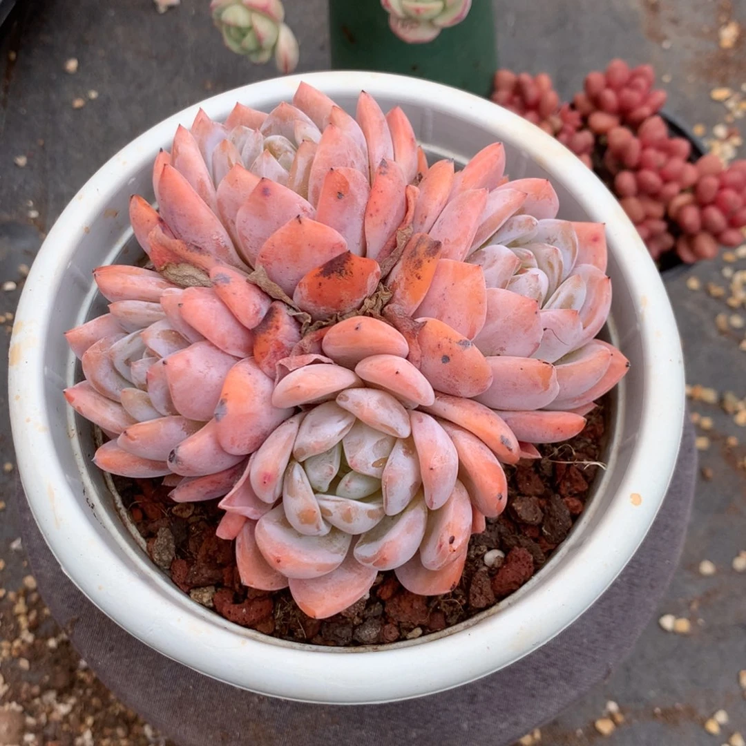 我在上课你先吃早餐哦