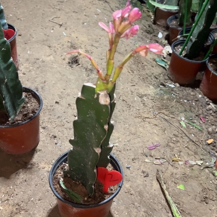 相***果当前无花栽培后可以开花太阳12