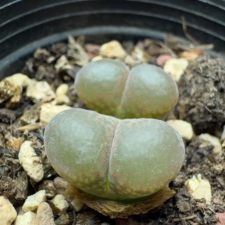 354双头风铃带盆土