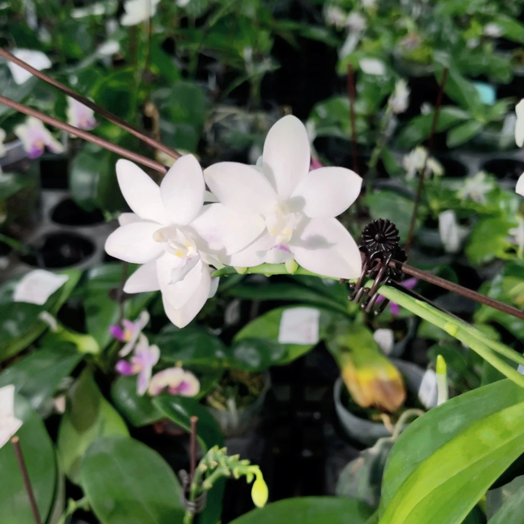 完全开放1202雪花混合分生