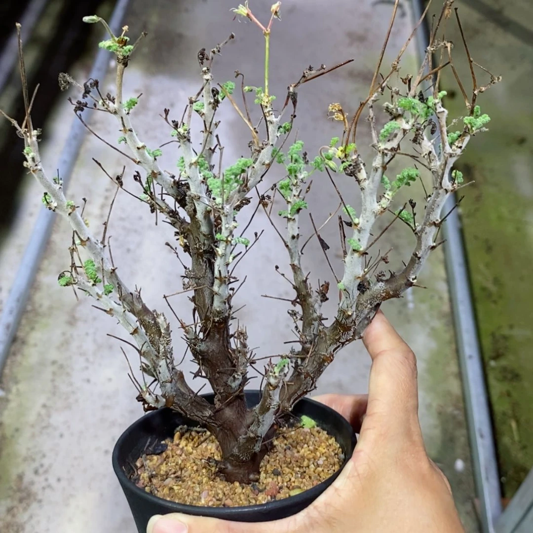 【闪购商品】沙漠洋葵