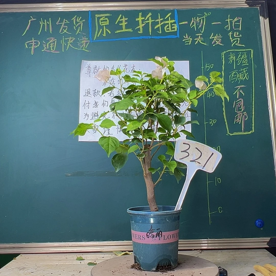 当前无花栽培后可以开花粗杆 暗斑丽人321