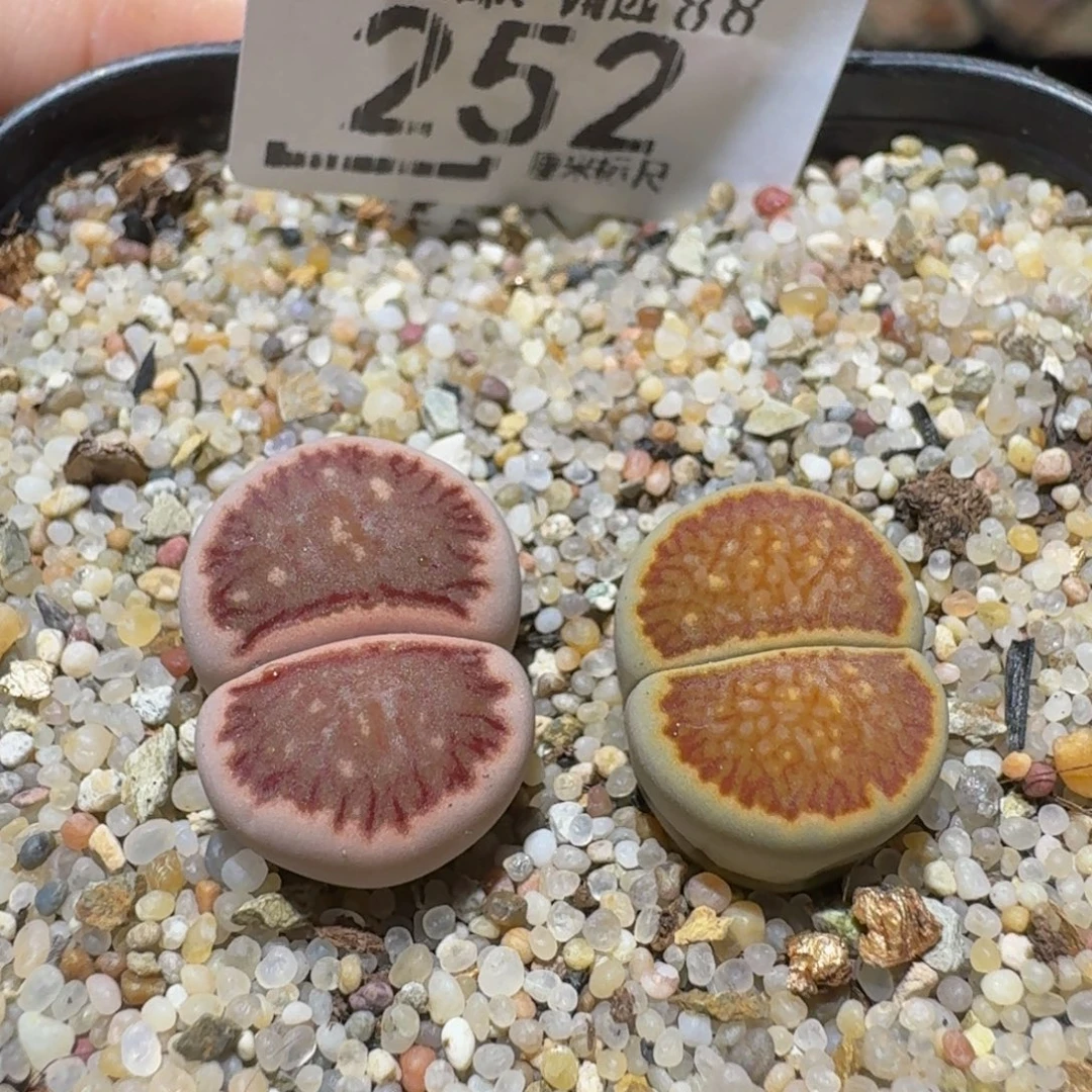 Ssss精品生石花252