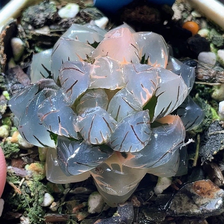534水中虐锦特选福利