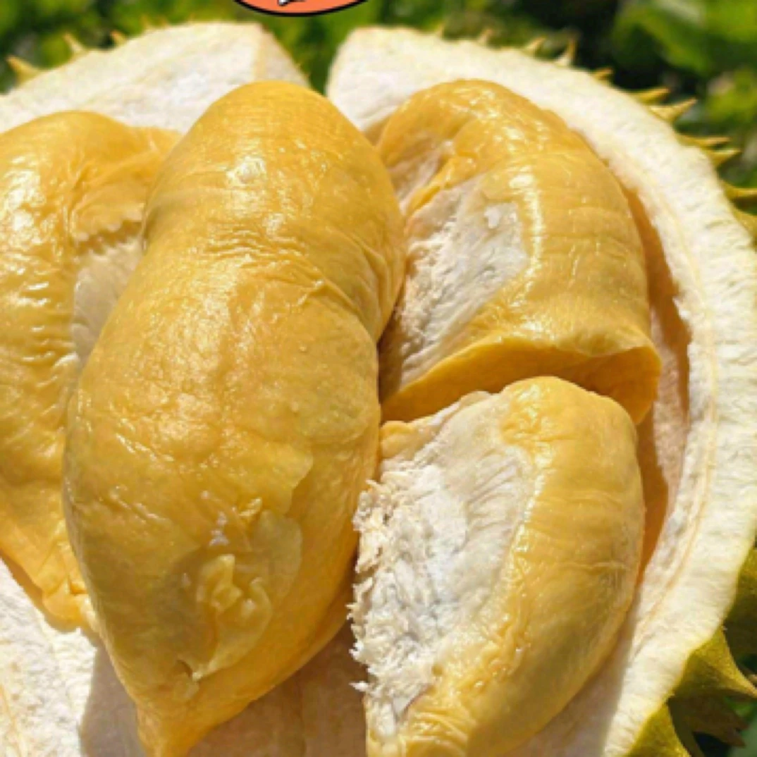 新鲜托曼尼榴莲核大2斤至6斤托曼尼泰国