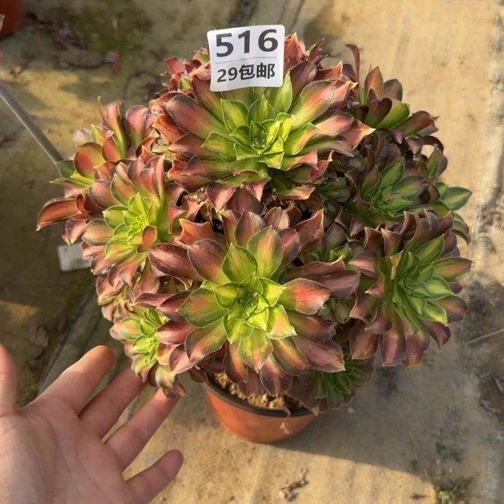 韶华……多肉植物……