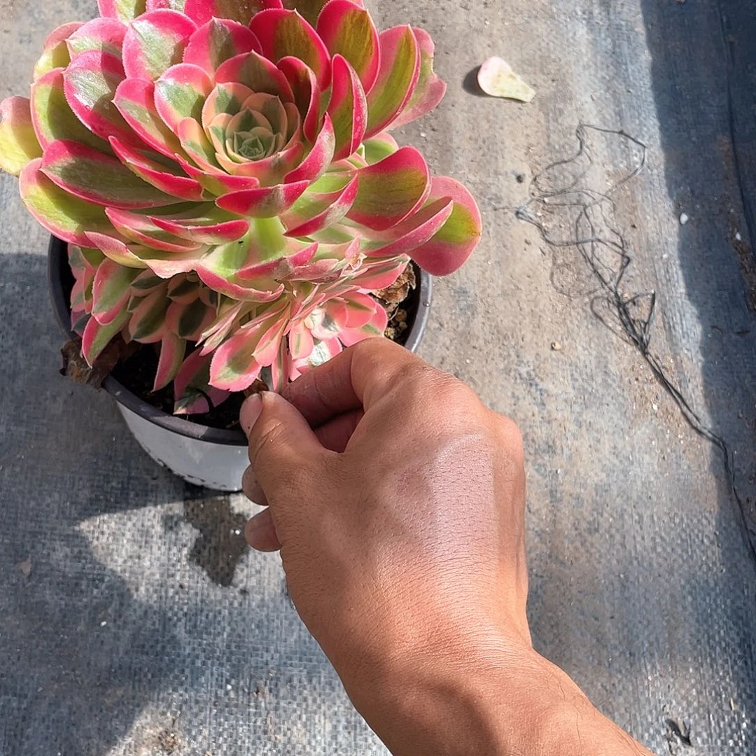 粉女巫手捧带盆发货