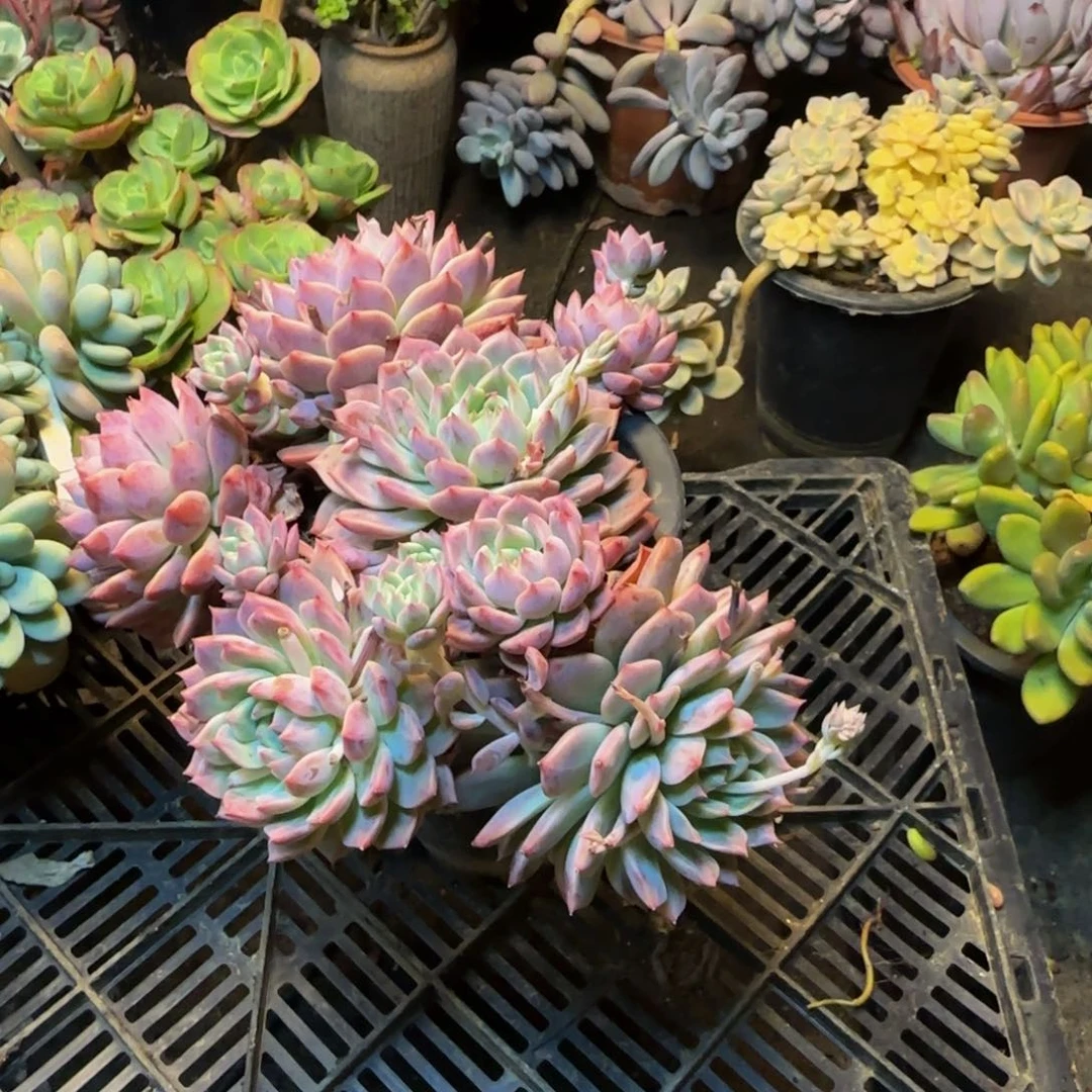 霜花一物一拍1517