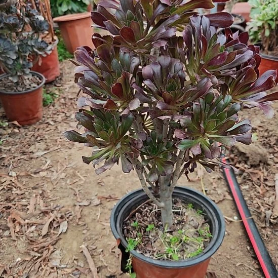 黑法师加急发货21