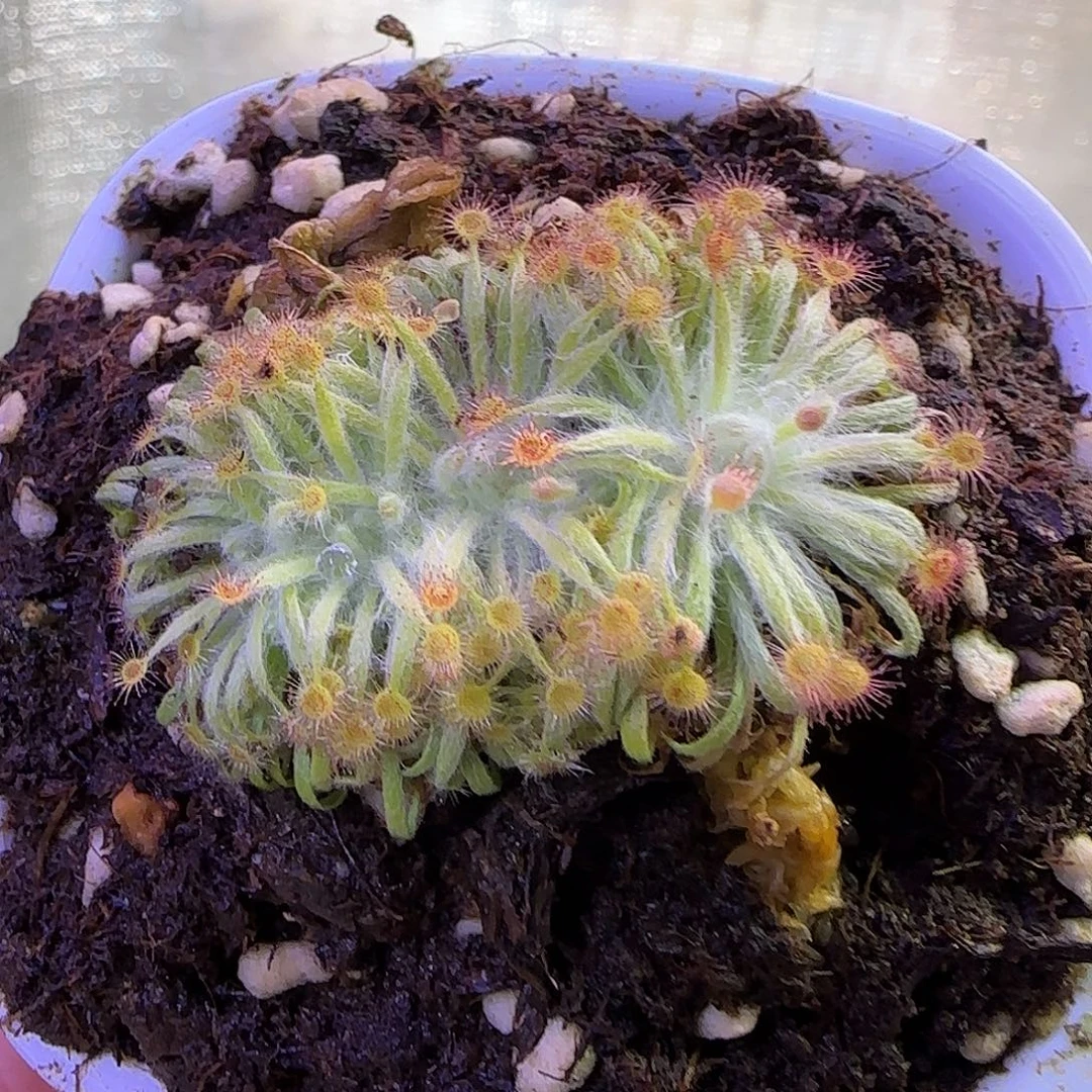 伊***娜无花朵缀化珊瑚茅膏菜