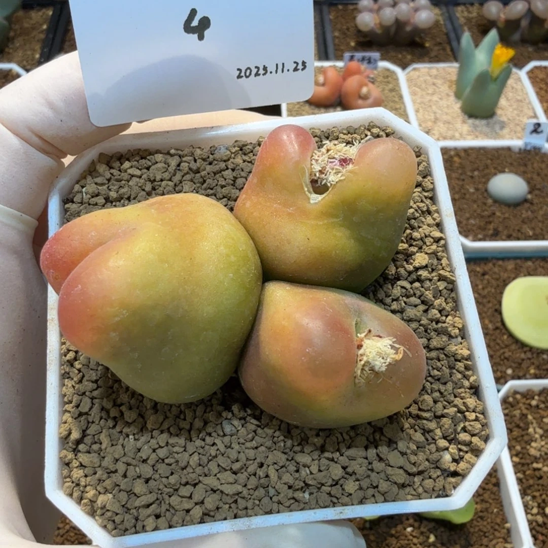 *****多肉多肉多肉11.25-004