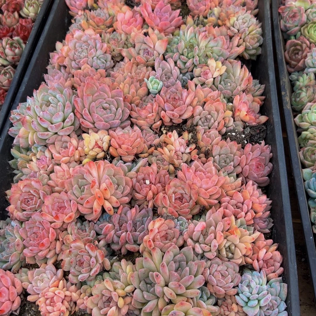 607大热天的一天从早上开始到