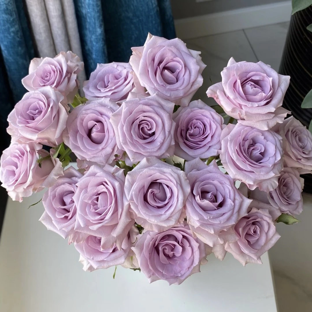 【海洋之歌】玫瑰花浅紫色玫瑰花晓全花行