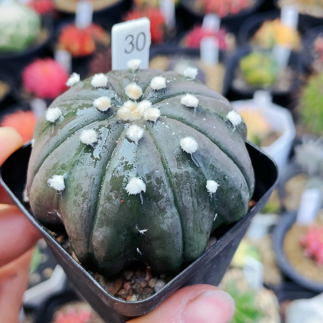 海星兜非偏远地区满25裸根发货仙人球