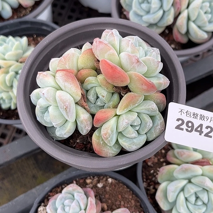 阿雅园艺。          2942