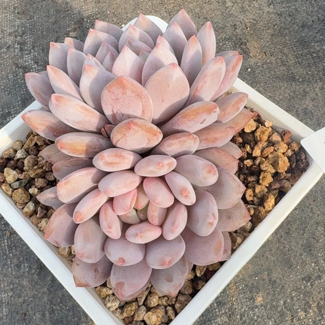 画***。1711半夏凡艺多肉