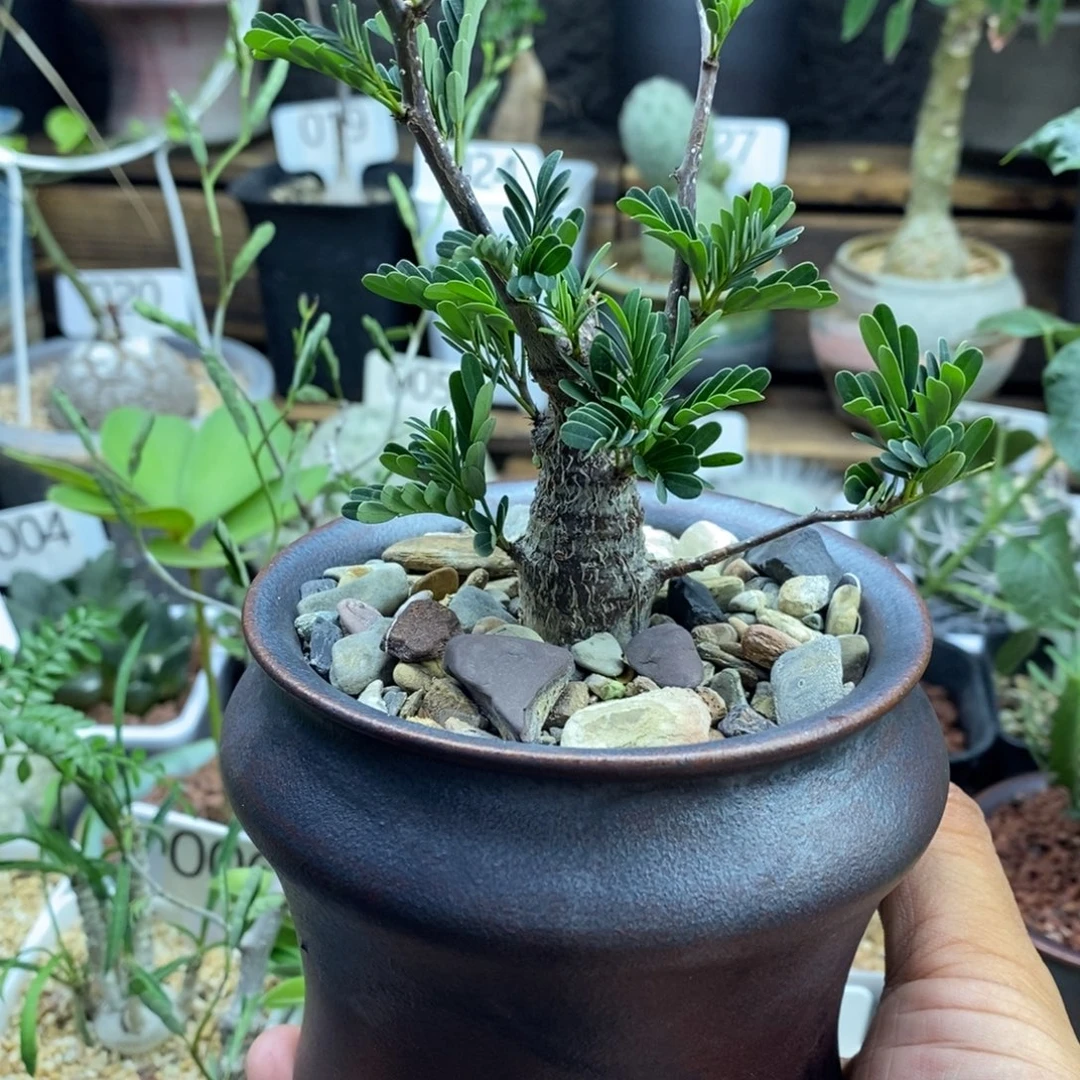 莹***人一物一拍沙漠苏木带盆