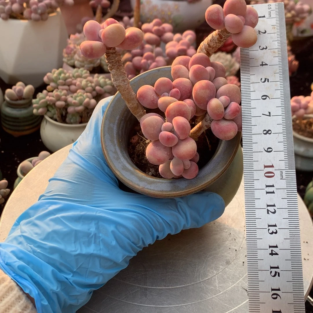 80号不带盆偏远的不包邮的