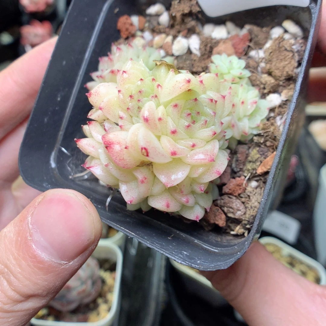 T53y y y y y y y y