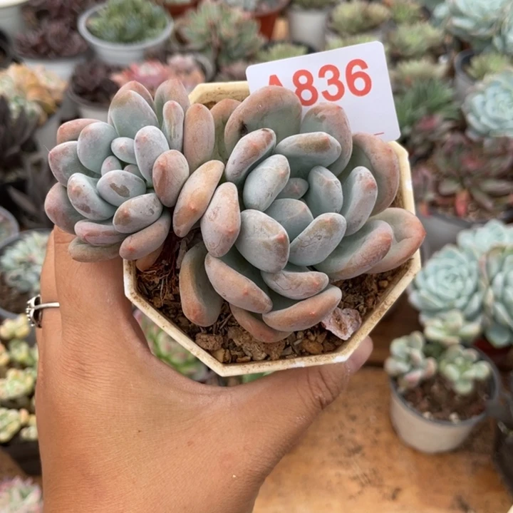 哈哈哈哈哈哈哈哈哈哈哈836