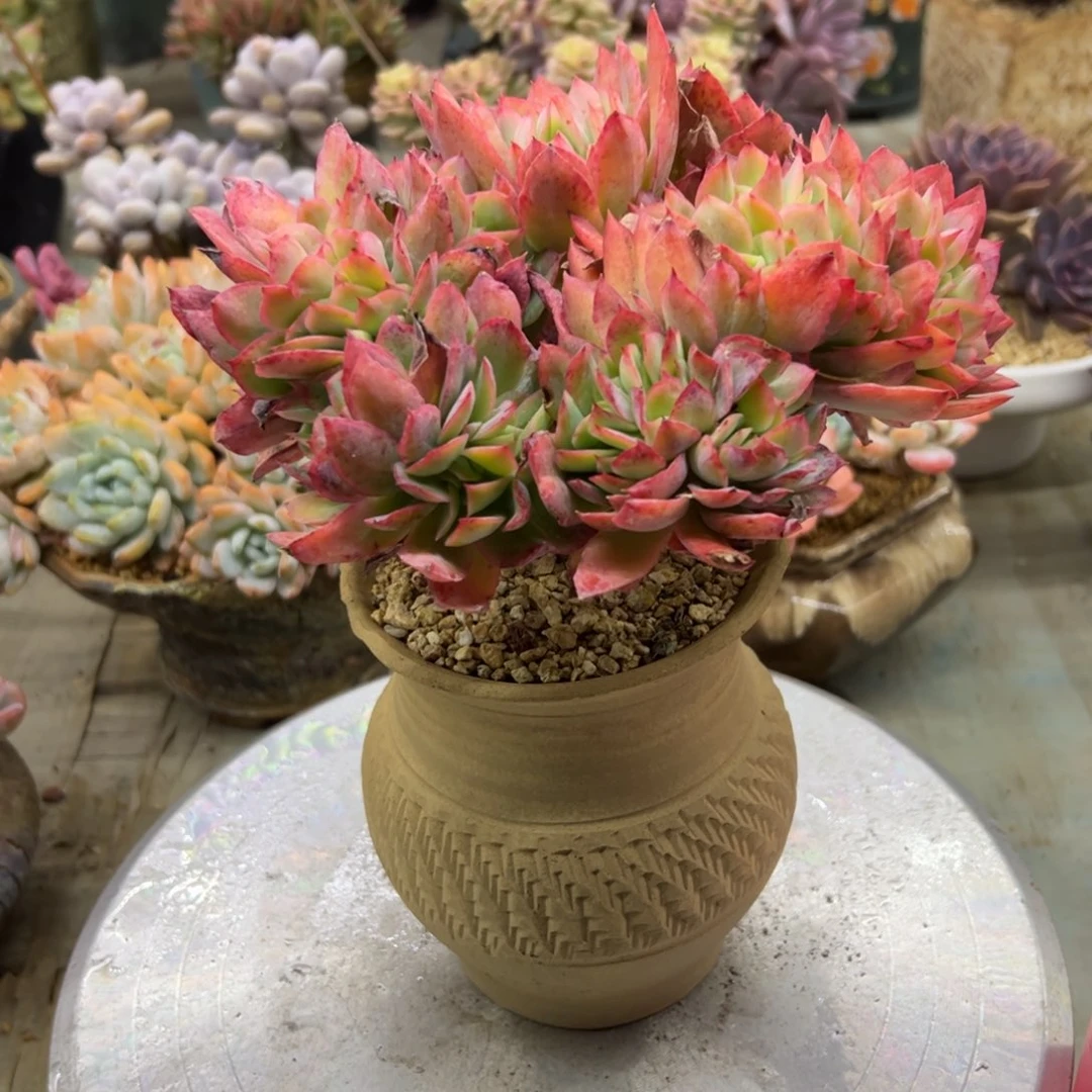 绮罗28 零零多肉植物