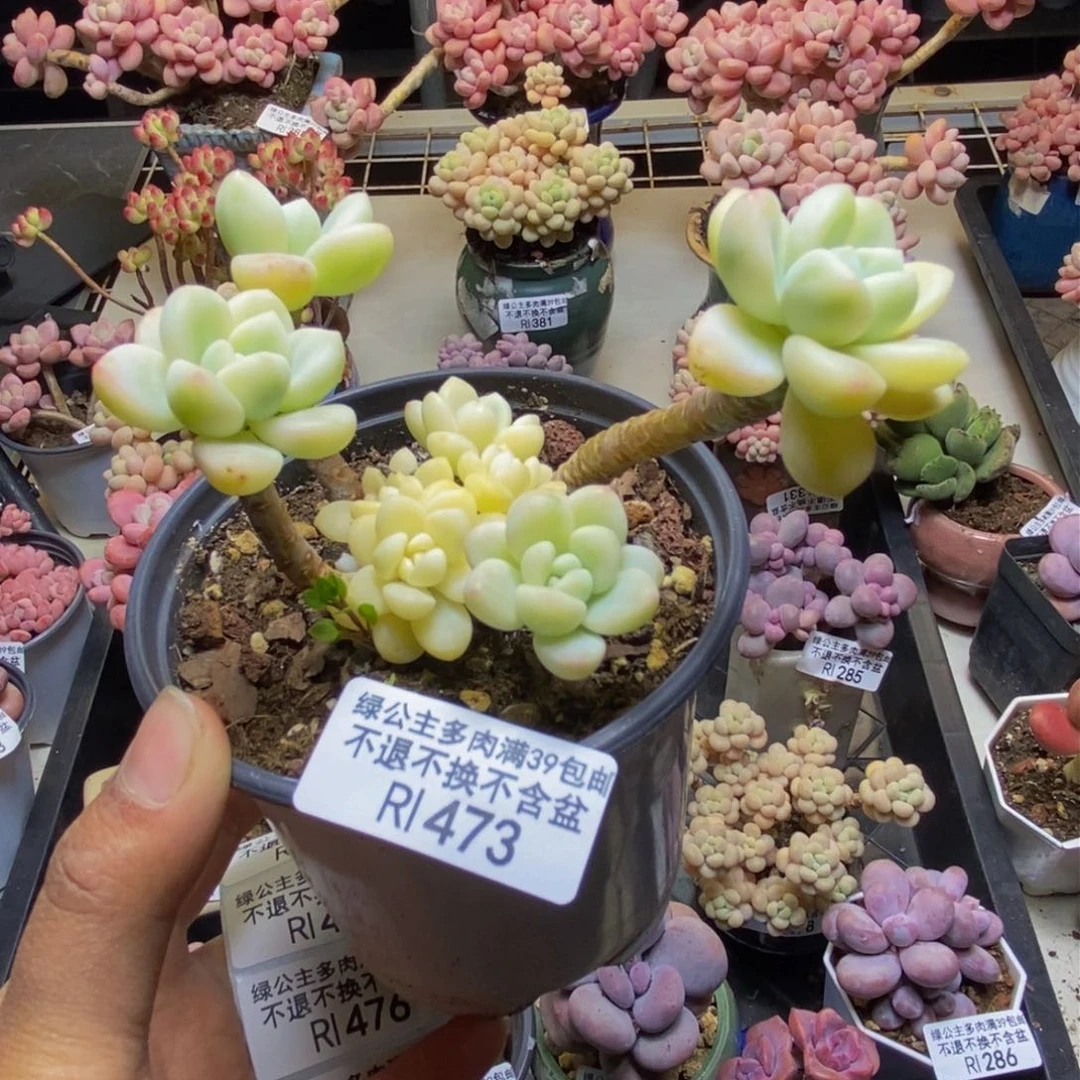 473劳尔锦多肉有断枝