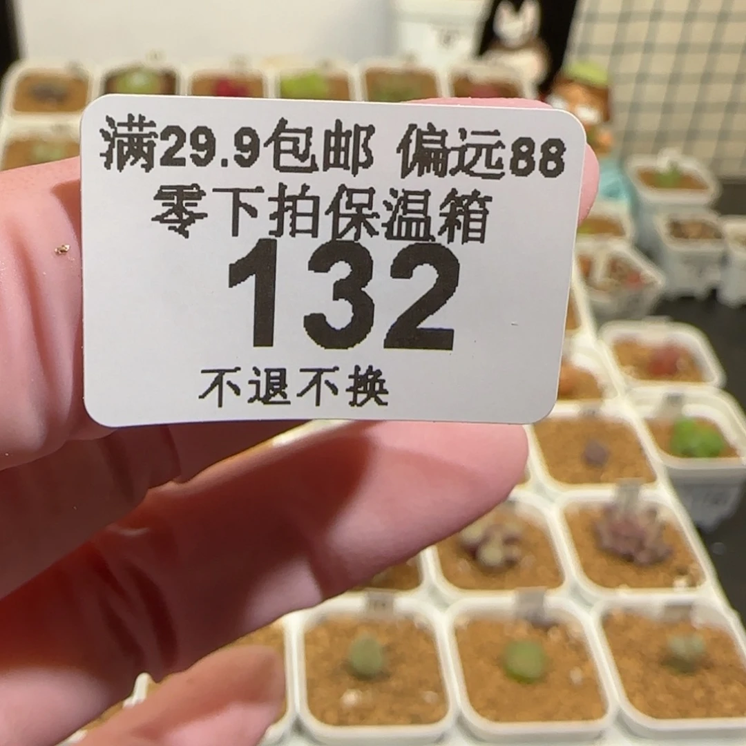 哦****肉锥多肉植物组合-