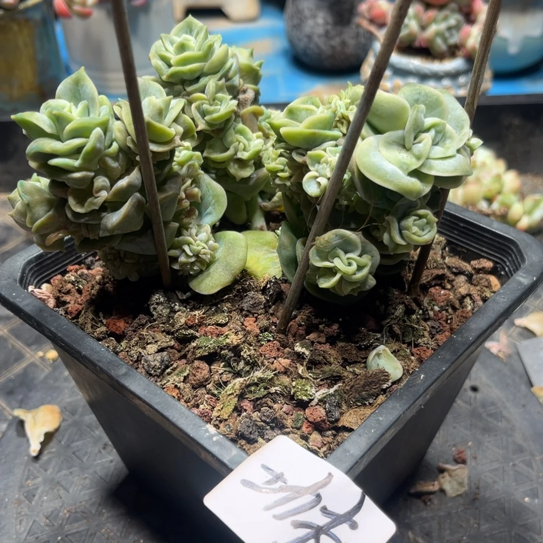 功夫专拍可爱玫瑰缀化