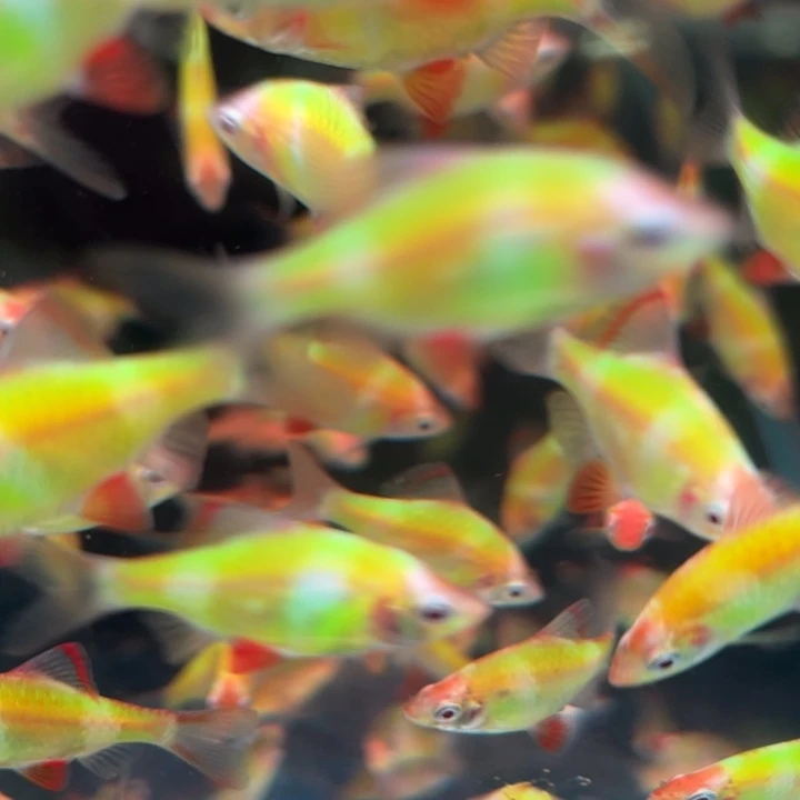 虎皮鱼荧光绿5条装