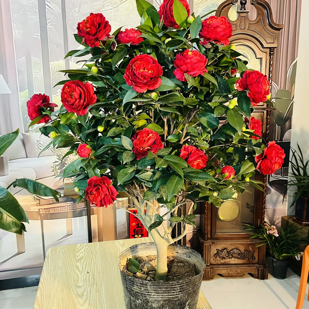 8年老桩中国红绣球山茶花带花苞四季开花阳台庭院