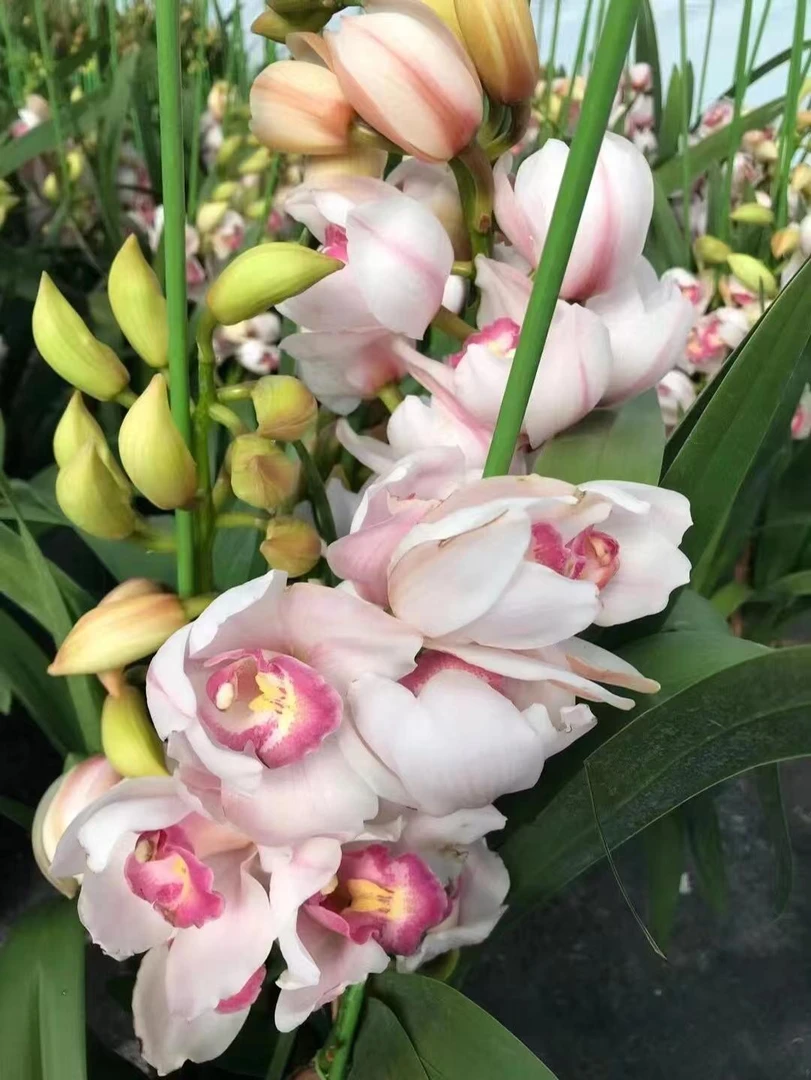 【诱惑  【4枝】 带盆 发货 大花蕙兰 兰花 年宵花 云南基地直发