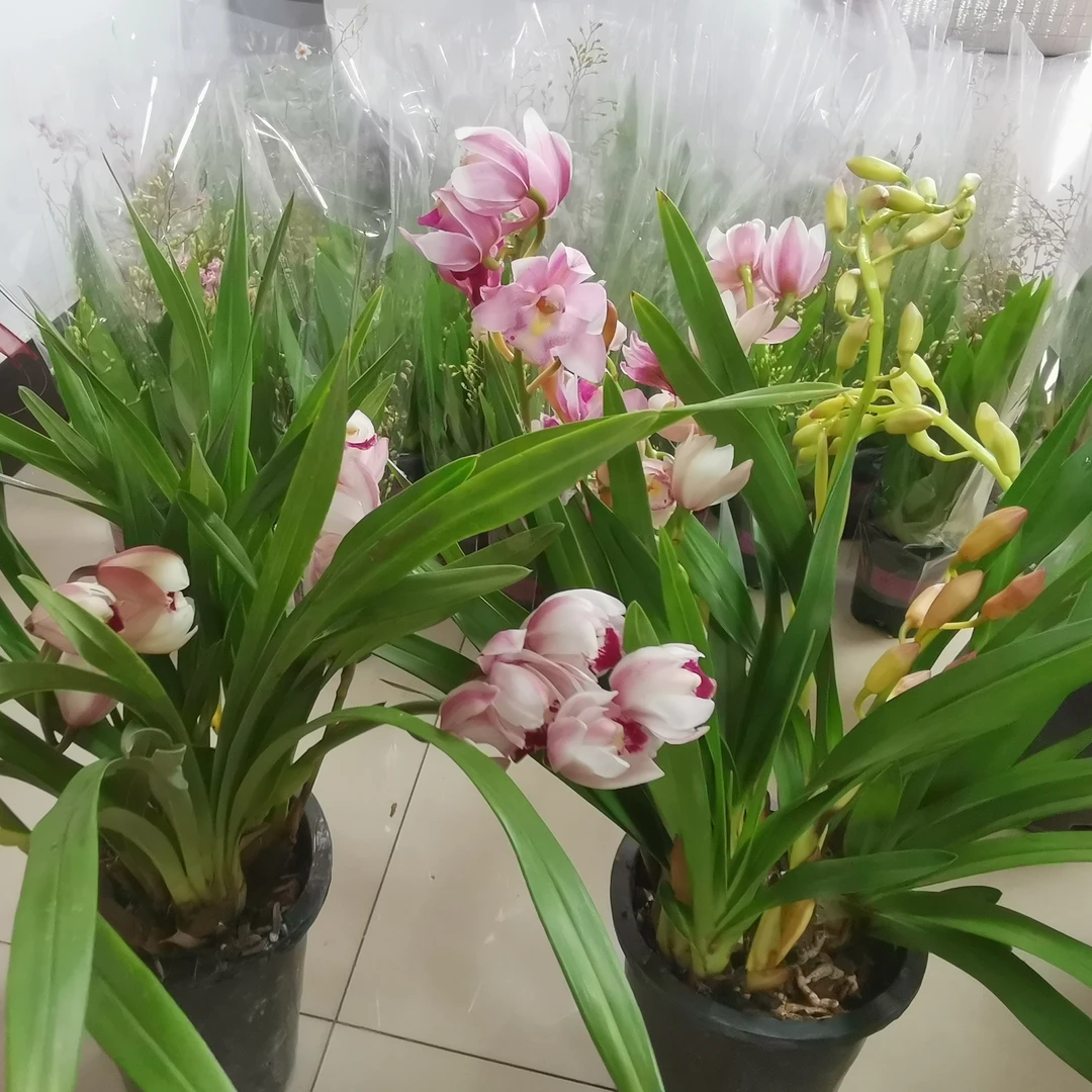 矮棵粉颜色的大花蕙兰