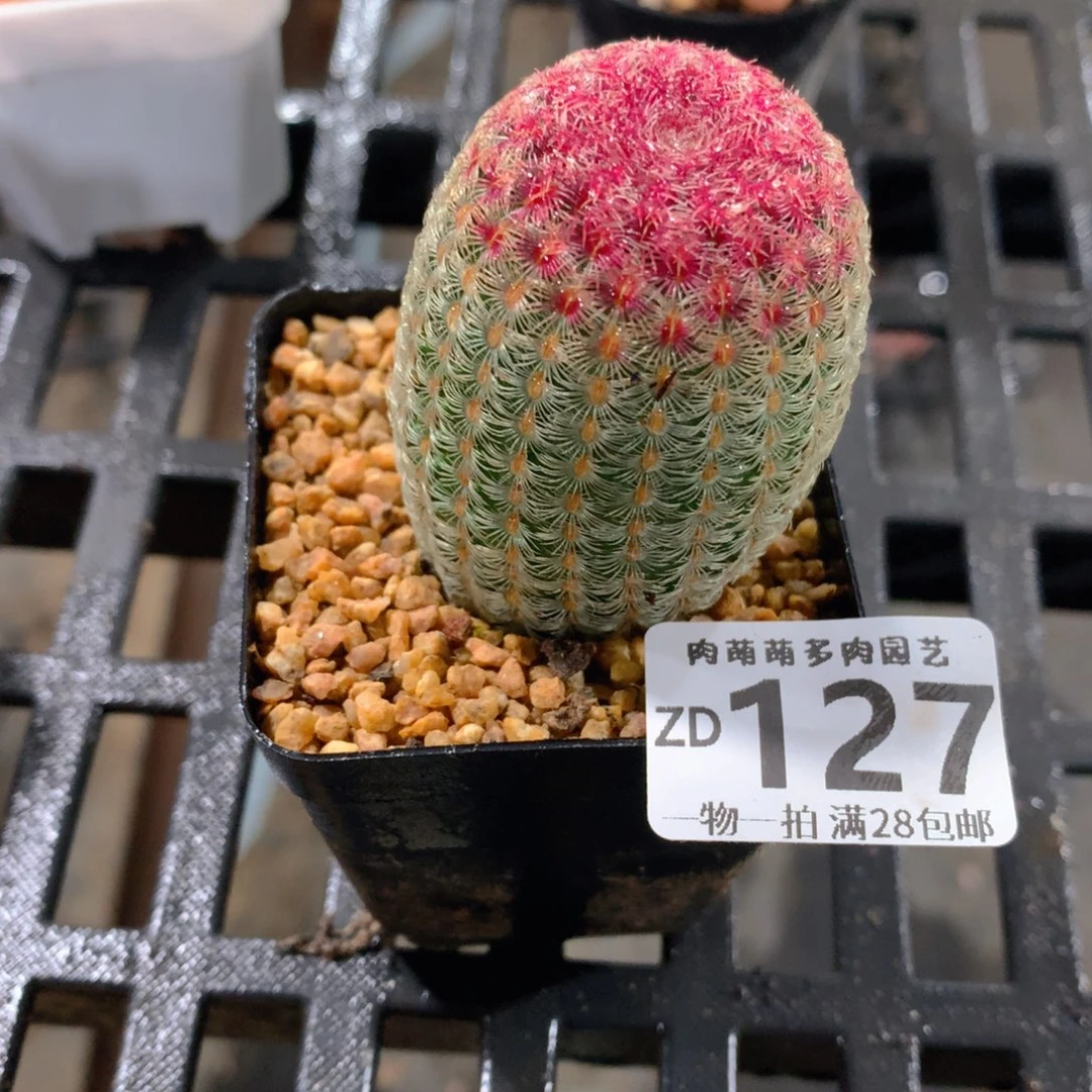 肉萌萌拇指盆精控多肉ZD127