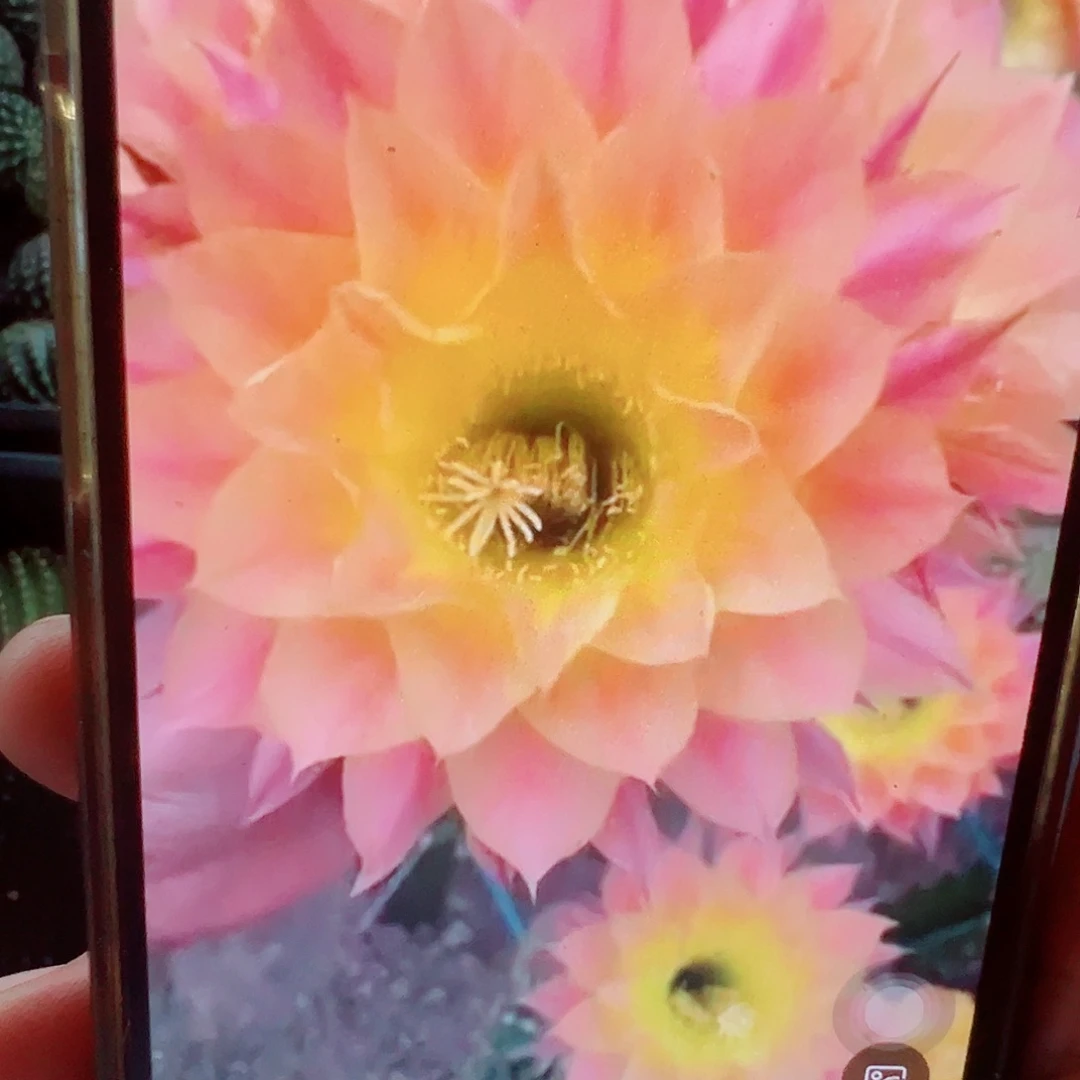 彩草 香馥侧芽 满20包邮