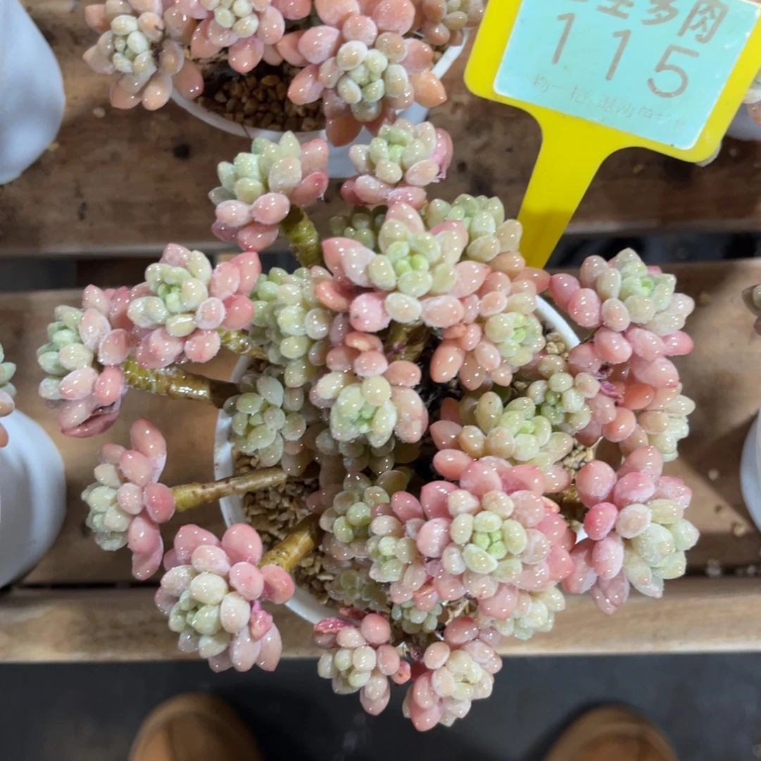 云尘多肉一物一拍115