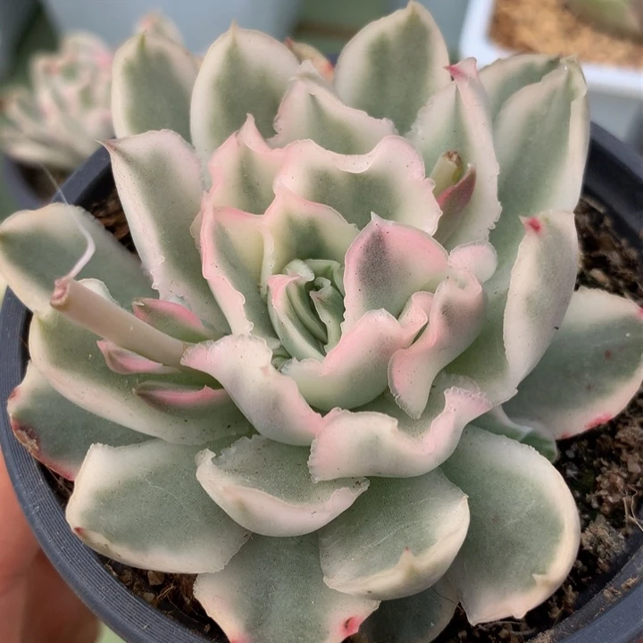 紫蝴蝶锦群锦上园艺一物一拍