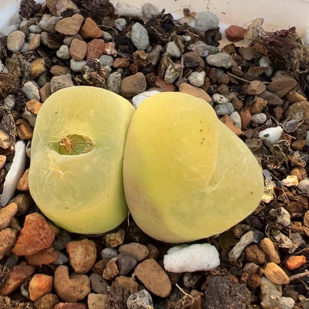 47多肉植物百科植物