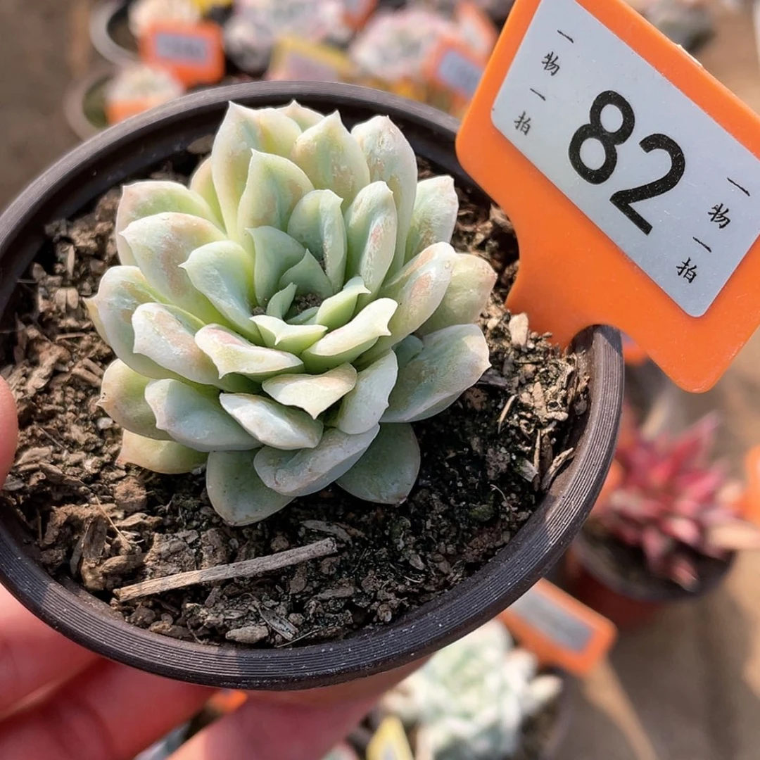 【闪购商品】82号的