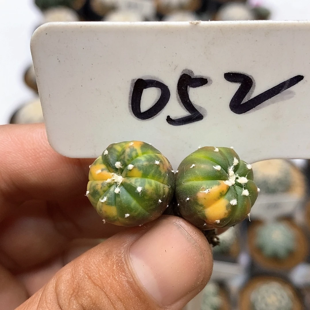 052福利特价咯福利了